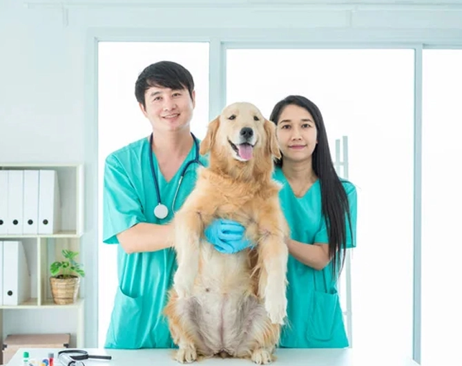 Veterinary Services